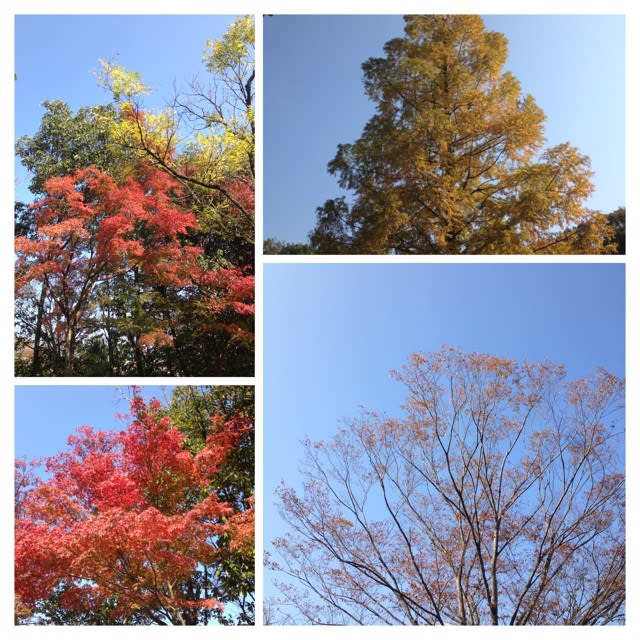 写真素材 SUPER FINE No.5 BEAUTIFUL LEAVES （美しい葉） 公式新作