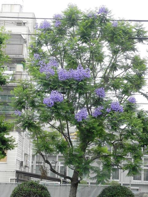 ジャカランダ 東京都大田区 蒲田環状8号線 脇 春夏秋冬 花 Mikio