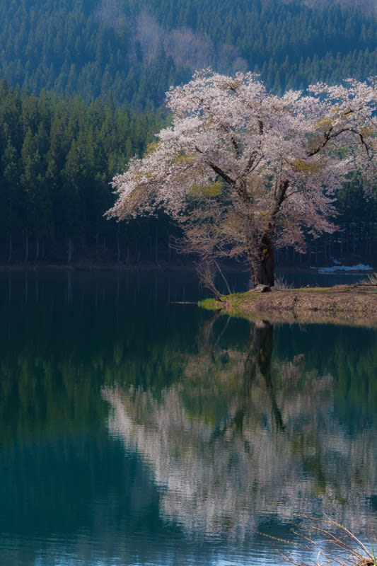 中子の桜の写真
