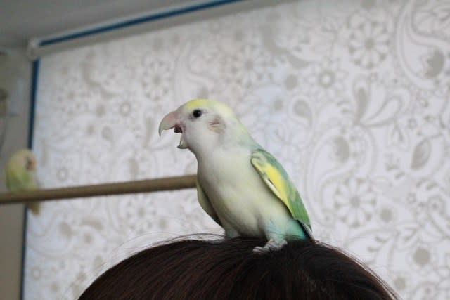 瑠璃色インコパーティー始まるよ Makiのlovebirds Blog