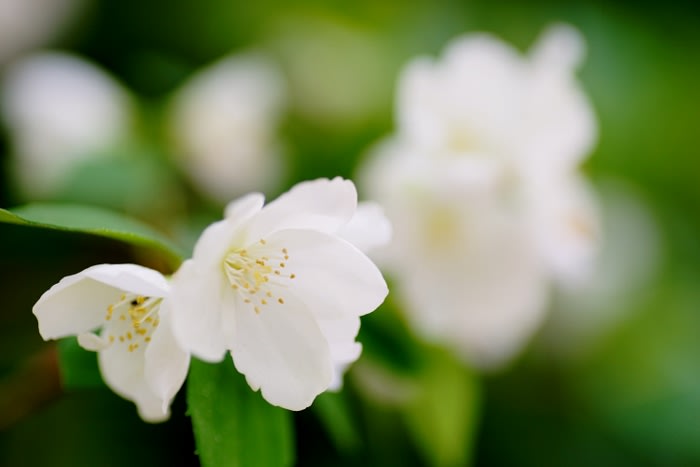 木に咲く白い花 バイカウツギ ヤマボウシ テイカカズラ 四季優彩 Annex