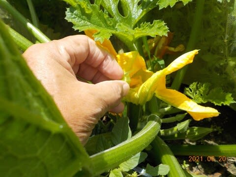 ズッキーニ2つスイカ2つに人工授粉をしました 趣味と実益の野菜作り日記2 ズッキーニ2つスイカ2つに人工授粉をしました 趣味と実益の野菜作り日記2