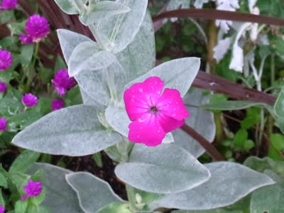 リクニス コロナリアの白い葉とピンクの花 ｎｉｗａ ｎｉｈａ ｈａｎａ 庭には花