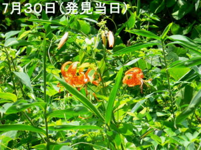 クリックしてね！画像が大きくなるよ！