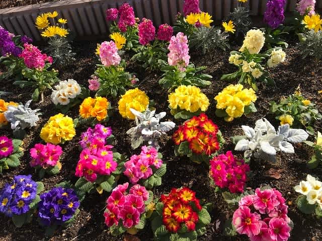 花壇の花と駅の花屋さん カメラはいつもポケットに ー 花壇の花と駅の花屋さん カメラはいつもポケットに ー