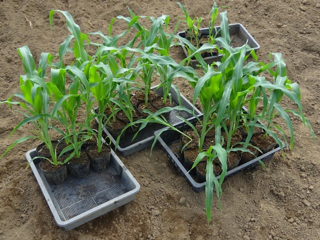 ８月２日に播いた１００均のトウモロコシの苗を畑に植え付けました ヒロシの日記