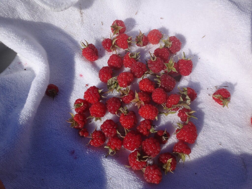 ラズベリーの収穫方法 採集生活 ラズベリーの収穫方法 採集生活