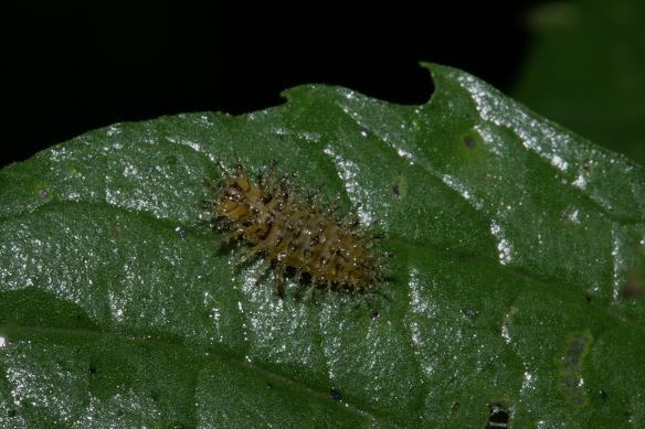 ニジュウヤホシテントウ 幼虫と成虫 Miracle Nature 奄美大島の自然