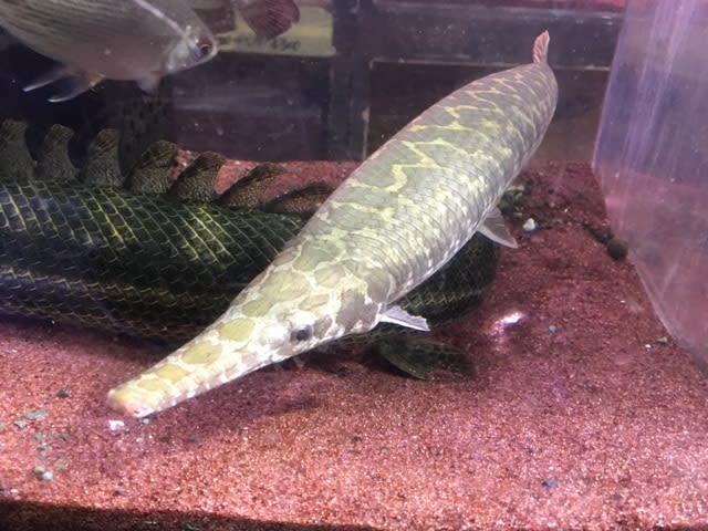 スポッテッドガー約40cm モンスターアクアリウム レプタイルズ 買取販売情報