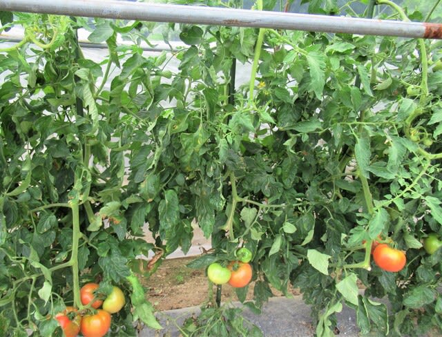 トマト連続摘芯栽培 21 ４回目の捻枝と摘葉 里山悠々録