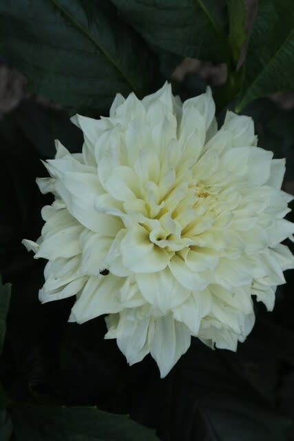 名前どおりに白一色のダリア ホーリーホワイト ダリア シリーズ 21 098 野の花 庭の花