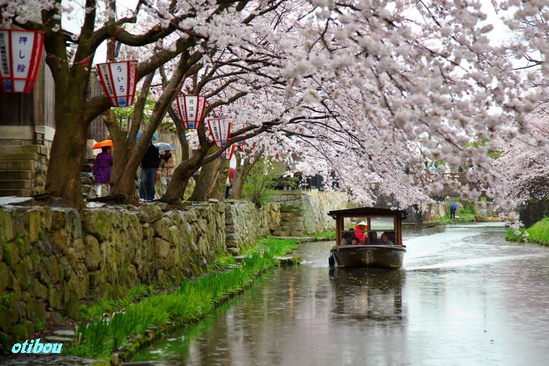 八幡堀の桜 近江八幡 Asa100 感ずるままに 八幡堀の桜 近江八幡 Asa100 感ずるままに