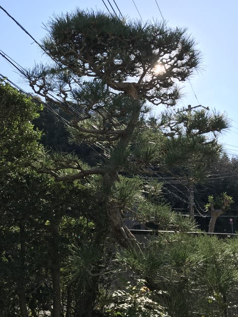 湘南農園 庭の植木剪定 松です 湘南農園 野菜作り 湘南農園 庭の植木剪定 松です 湘南農園 野菜作り