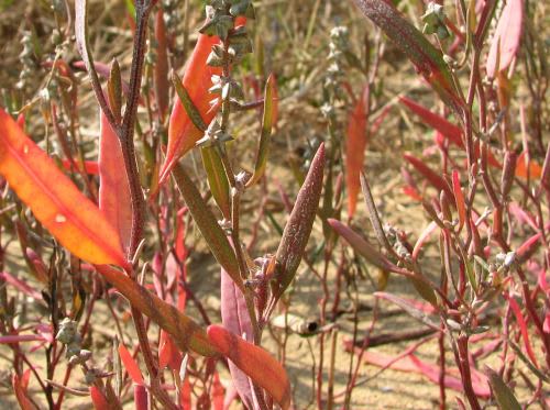 紅葉する塩生植物 田中川の生き物調査隊