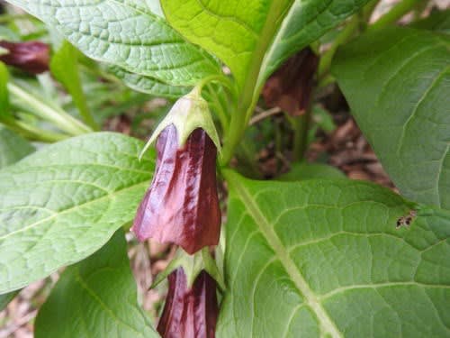 高ボッチ高原・鉢伏山で最近咲いている花　ハシリドコロ（走野老）