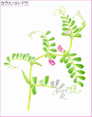 善福寺川緑地の植物 カラスノエンドウ 草花図