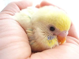 セキセイインコのぴーちゃん ぷるるのおうち セキセイインコのぴーちゃん ぷるるのおうち