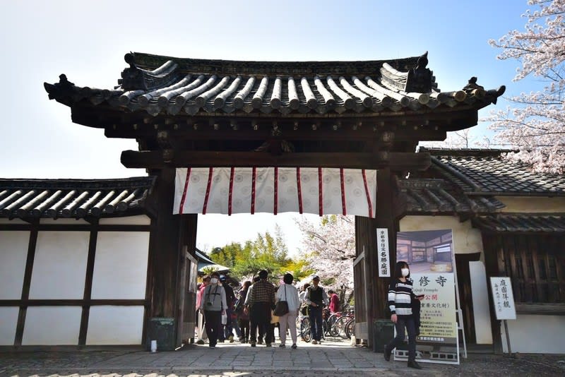 シーズンは終わったが 桜 京都市山科区 勧修寺 いつもながら見事な桜たち 切れ切れ爺さんの徒然撮影 日記