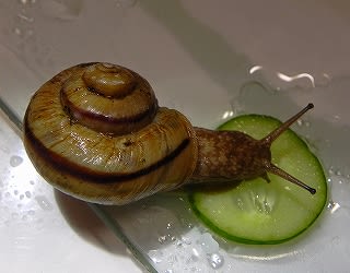今日のかたつむり 飼育 殻が盛り上がったヒダリマキマイマイの交尾 かたつむりが好き 今日のかたつむり 飼育 殻が盛り上がったヒダリマキマイマイの交尾 かたつむりが好き