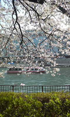 桜、満開です～！