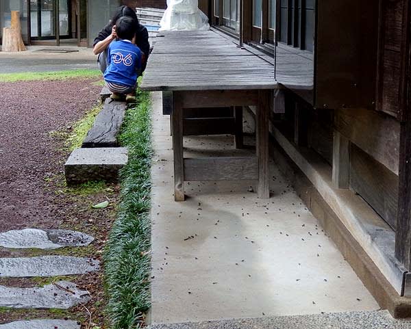 カエルの旅立ち わさび農家の山しごと 山暮らし通信