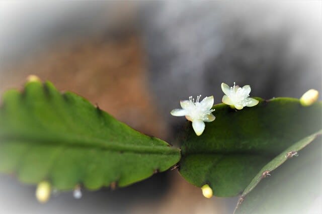 散歩道の花 のブログ記事一覧 季の花 つれづれノート