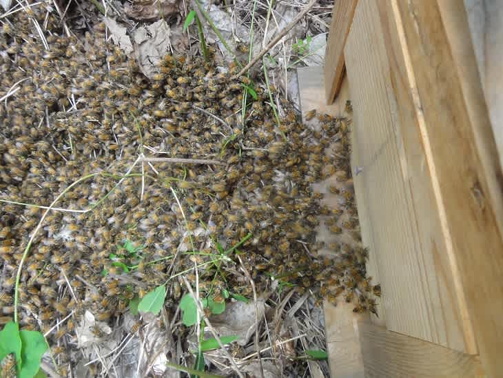 地面に蜂球を作った西洋ミツバチ分封群 気ままにかしまライフ