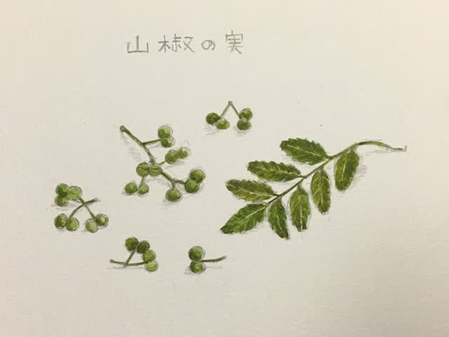 山椒の実 マンガ家高橋陽子の 頑張りましたねタカハシさん