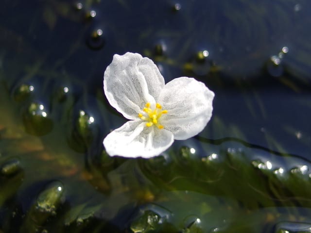 オオカナダモの花 いきもの散歩