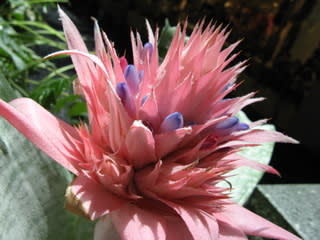 六本木 ヒルズのトゲ花 金谷全朗の印象光景 ハッピーがそこにある 六本木 ヒルズのトゲ花 金谷全朗の印象光景 ハッピーがそこにある