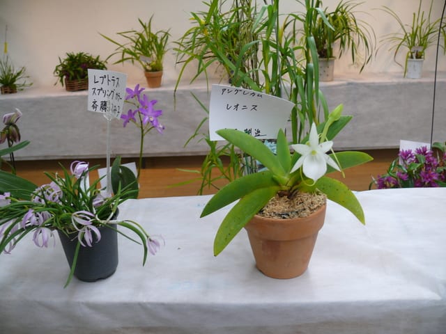 岩手蘭友会のアングレカム レオニス 18年12月9日 日 Peaの植物図鑑 岩手蘭友会のアングレカム レオニス 18年12月9日 日 Peaの植物図鑑