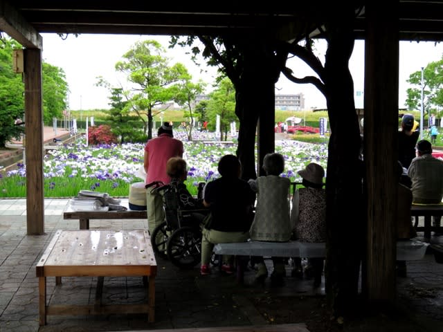 花しょうぶまつりの画像