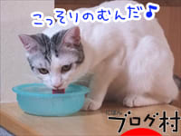 にほんブログ村 猫ブログ 完全室内飼