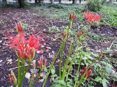 大阪城公園の彼岸花2019その1 tulip diary 大阪城公園の彼岸花2019その1 tulip diary