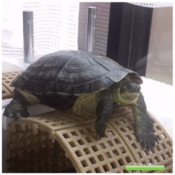 太ってる クサガメと一緒に