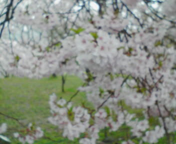 高遠の桜