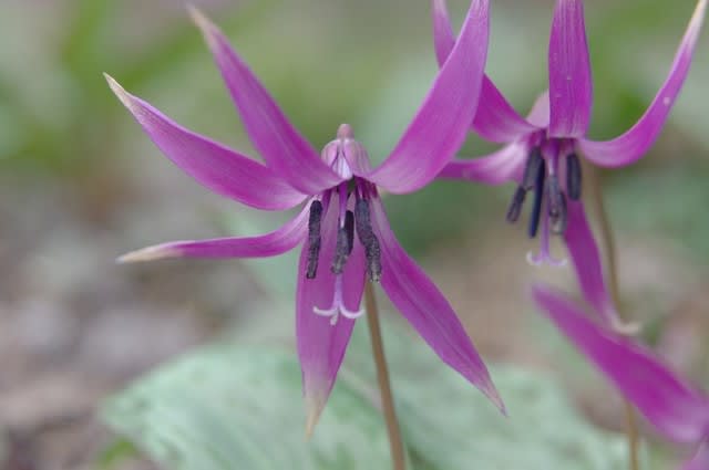 カタクリ 生息域を狭めつつある貴重な花は3月24日の誕生花 Aiグッチ のつぶやき