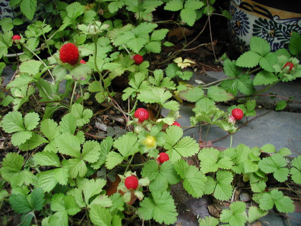 下草にいかが 赤い実の蛇苺 へびいちご ２種 Gooブログはじめました