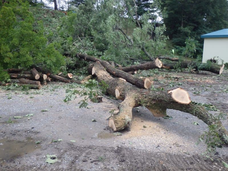 伐採されてしまった大切な木 十勝の山里で山遊び 伐採されてしまった大切な木 十勝の山里で山遊び