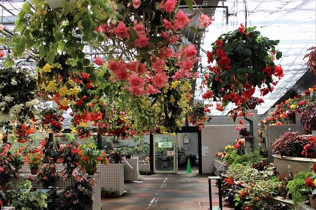 広島市植物公園 ベゴニア温室の多様な花に驚く 修行僧が行く