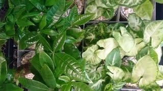 観葉植物 花の贈りもの