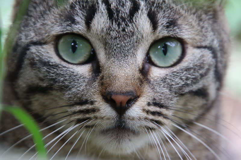 キジトラ猫の接写 ハイブリッドな生活 旧ルノーな生活