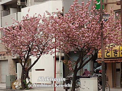 川崎駅西口通りの八重桜１