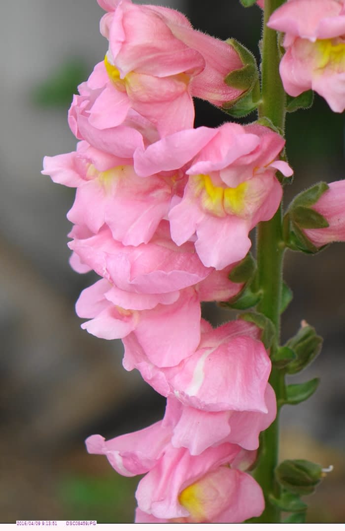 金魚草 ピンク色 庭の花 都内散歩 散歩と写真