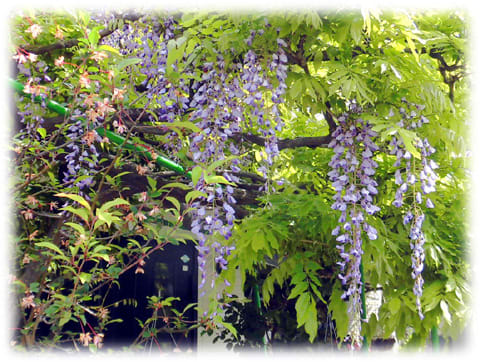 初夏の訪れを感じる花 たおやかに垂れる花姿は 振袖姿のあでやかな女性を思わせる 藤の花 日々是好日 とっつあんの雑記帳