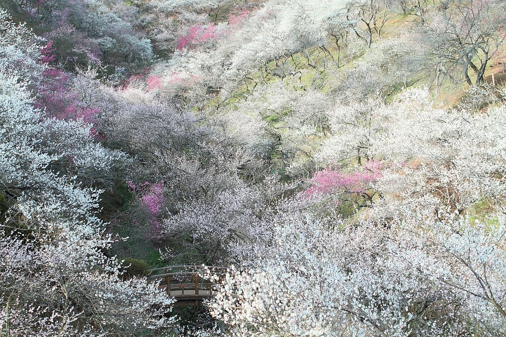 吉野梅郷