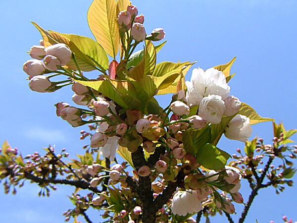 06 06