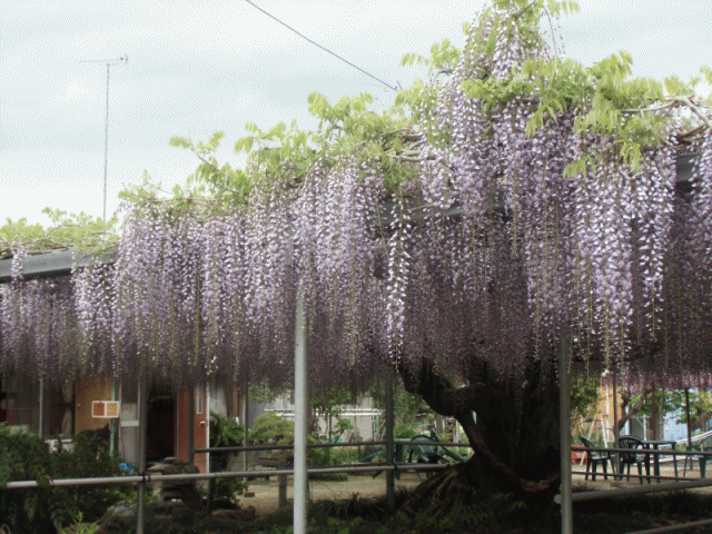 上籠谷 かみこもりや 町の 藤の花満開 宇都宮百景 Aちゃんの舌代日記 その3 上籠谷 かみこもりや 町の 藤の花満開 宇都宮百景 Aちゃんの舌代日記 その3
