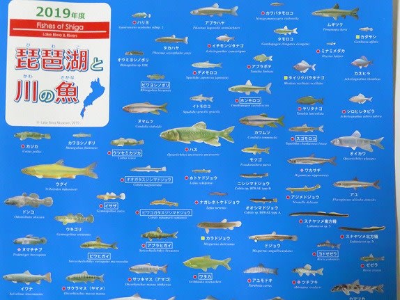 琵琶湖 の 魚の 種類
