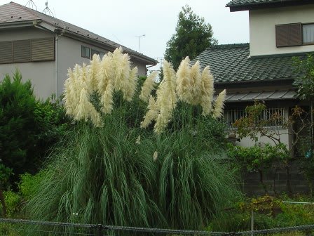 西洋すすき 虹色の夢をおいかける私